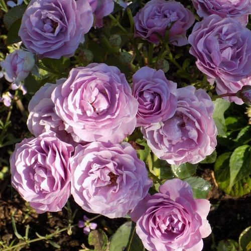 Floribunda - Rosen - Terra Limburgia™ - 